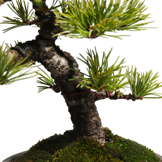 五葉松　-Japanese white pine-　（推定樹齢30年） 詳細画像